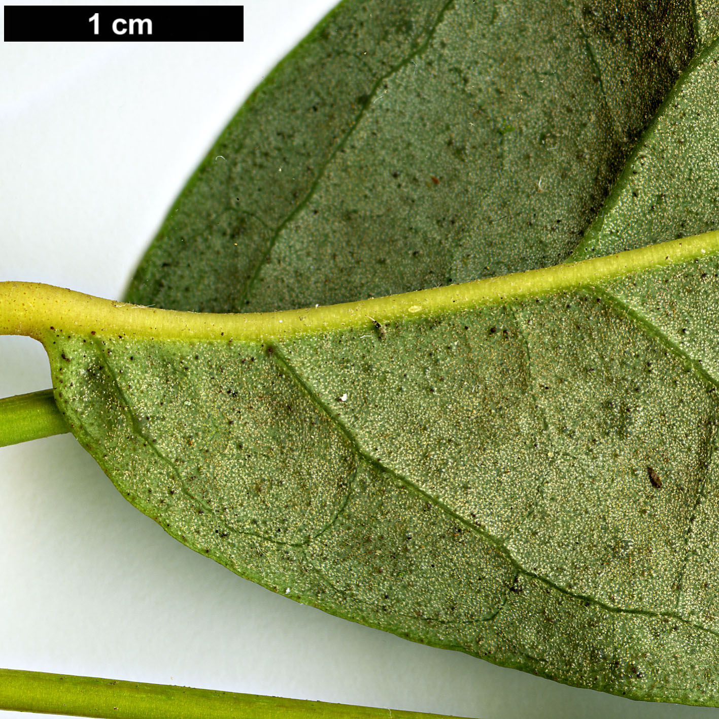 High resolution image: Family: Araliaceae - Genus: Schefflera - Taxon: minutistellata